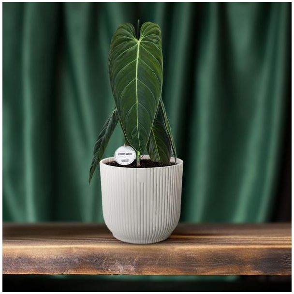 Philodendron Melanochrysum – Tropische Klimplant – Ideale Woonkamerplant – 75cm