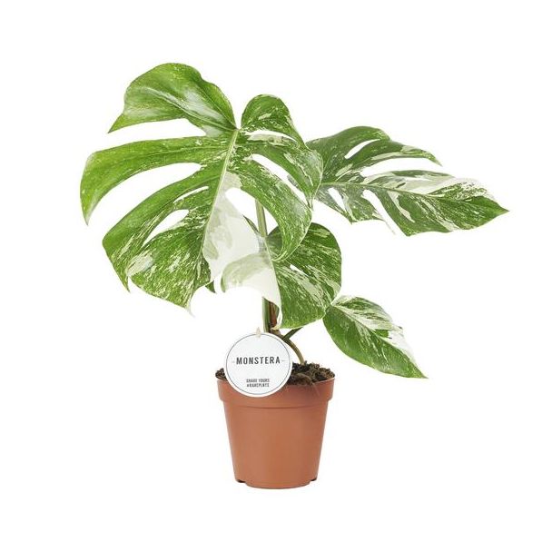 De Bonte Gatenplant, Groene Kamerplant, Tropisch, Monstera Deliciosa Variegata - Ø15cm - ↕45cm