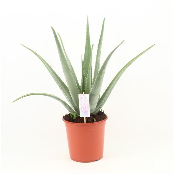 Aloe Vera,  Ø24cm - ↕70cm, Groene Plant,  Medicinale eigenschappen