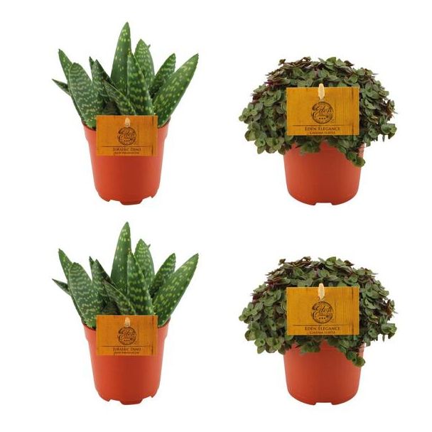 2x Aloe Paradisicum + 2x  Callisia Turtle - 4 stuks - Ø10.5cm - ↕10cm