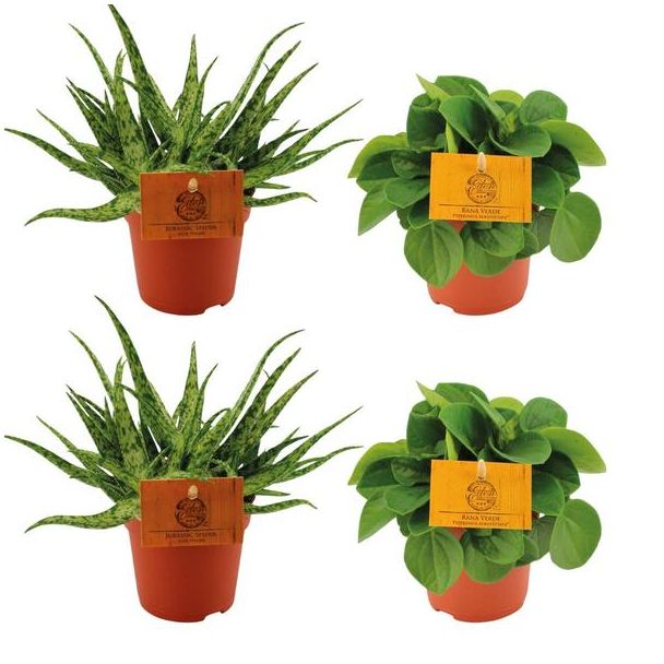 2x Aloe Spider + 2x Peperomia Rana Verde - 4 stuks - Ø10.5cm - ↕10cm