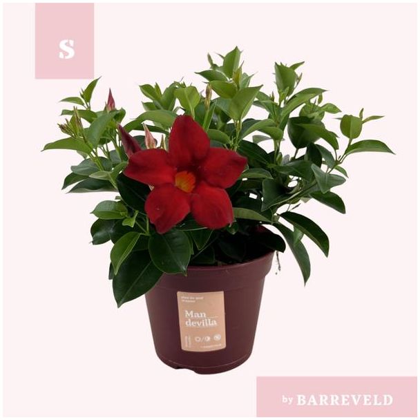2 stuks Trompetbloemige Plant, Struik, Kleur Rood, Eenjarige planten, Balkonplant, Terrasplant,  Mandevilla 'Zomerville'- Ø14cm - ↕30cm