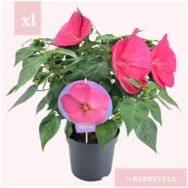 Hibiscus XXL Magenta - Ø23cm - ↕70cm,  roze paarse opvallende bloemen
