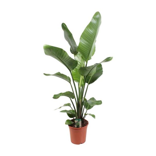 Witte Paradijsvogelplant, Tropische Groene Plant, Strelitzia Nicolai,  Ø21cm - ↕120cm