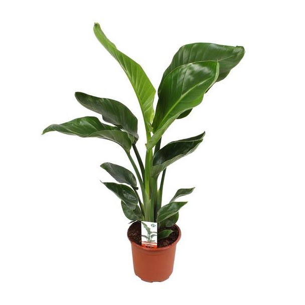 Witte Paradijsvogelplant, Tropische Groene Plant, Strelitzia Nicolai,  Ø17m - 70cm