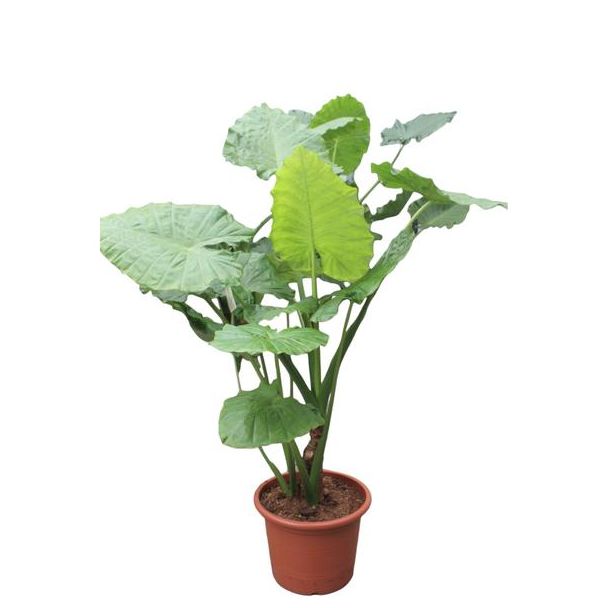 Olifantenoor, Tropische Groene Plant, Indrukwekkende Bladeren, Alocasia Macrorrhiza - 200 cm - ø45