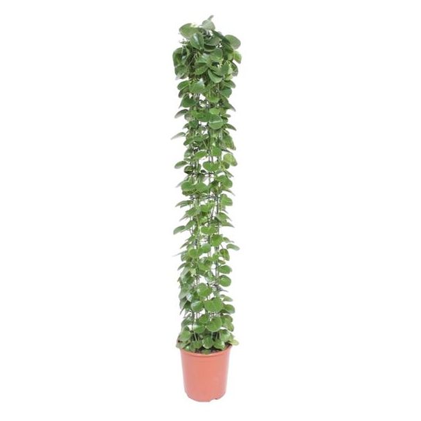 Arabische klimop op gaasrek, lichtgroene langwerpige kamerplant (Cissus),160 cm hoog, ø27