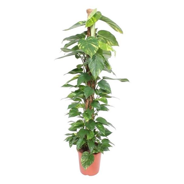 Groene klimplant voor binnen Devil's Ivy (Epipremnum Aureum mosstok), 1.5 meter hoog, ø27