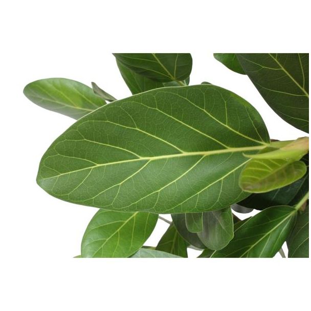 Wurgvijg voor in de woonomgeving (Ficus Benghalensis boom), 1.5 meter hoog ø34