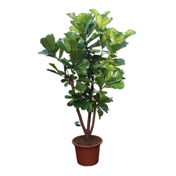 Vioolbladplant, Tropische Kamerplant, Ficus Lyrata Vertakt Ø50- 240cm Hoog