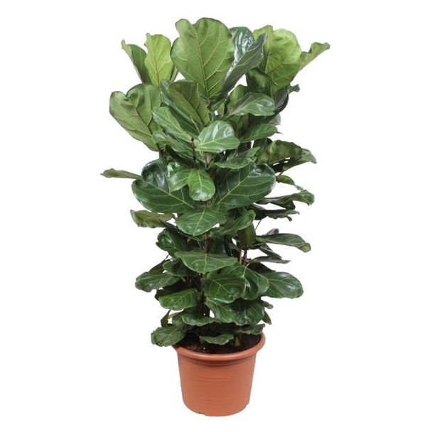 Ficus Vioolbladplant struik variant met vioolvormige bladeren, Ficus Lyrata struik XL ø45cm- 180 cm Hoog