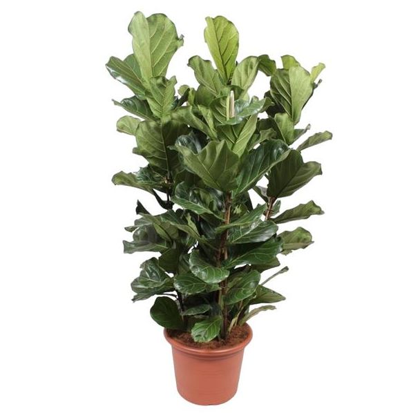 Luchtzuiverende Plant (Ficus Lyrata struik XL), 2 meter hoog, ø50