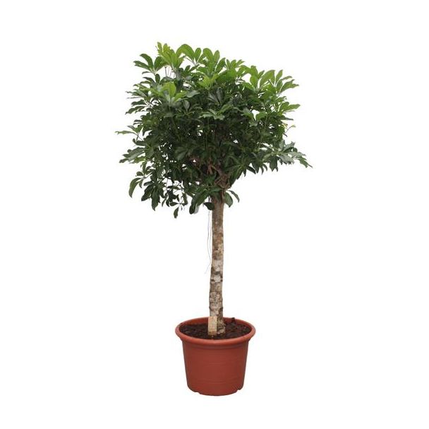 Compacte Schefflera Arboricola – Ideale Binnenboom, 175 cm hoog, ø45