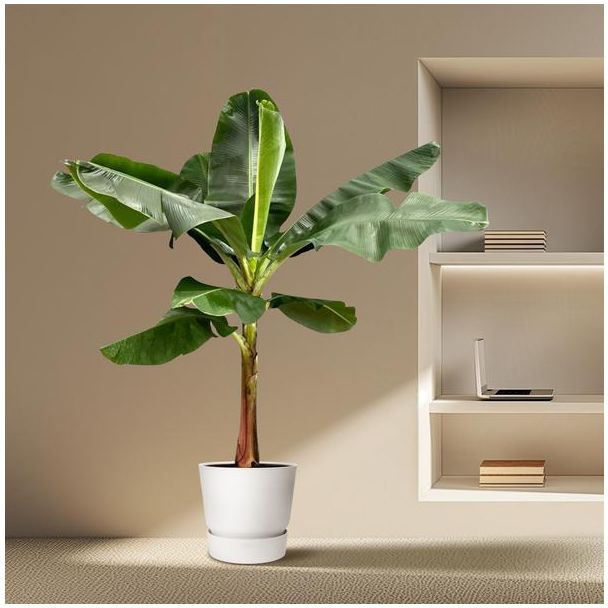 2 Meter hoge Musa (Bananenplant) voor in een binnen of buitenomgeving, ø30, Tropische uitstraling