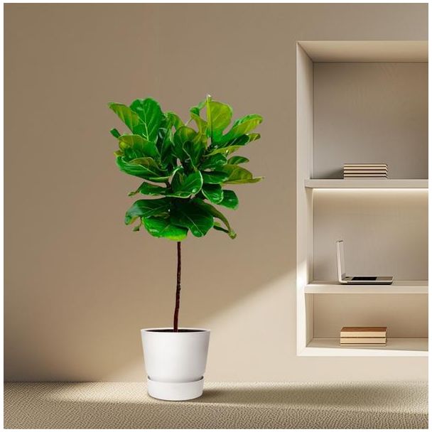 Vioolplant, Ficus Lyrata, Kamerplant, ø24cm, 130cm Hoog