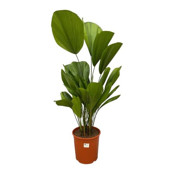 Palas-palm Licuala Grandis - 120 cm - ø27 - Tropische kamerpalm