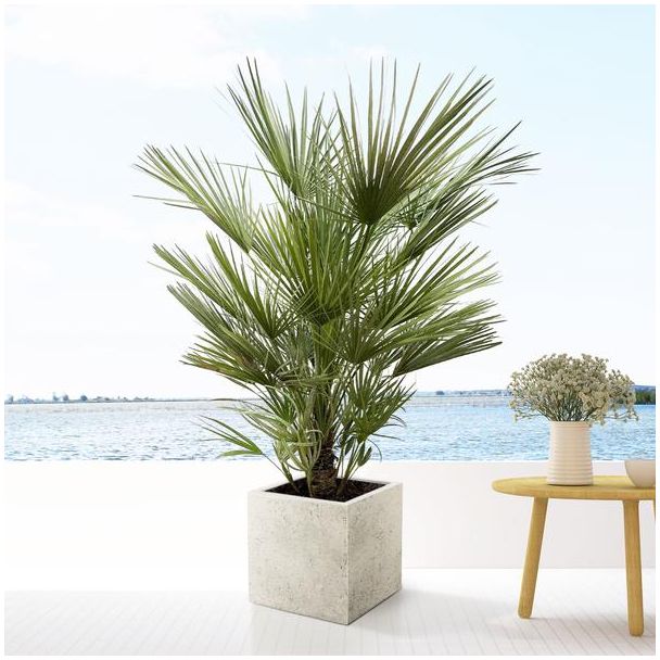 Europese dwergpalm, ongeveer 150 cm hoog en 35 cm pot, Chamaerops Humilis struik