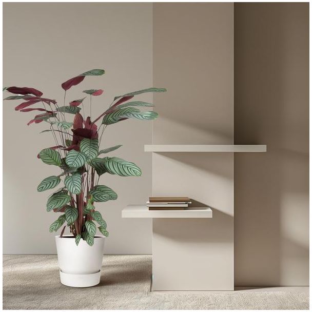 1 Roseopicta binnen met groen roze bladeren (Calathea Oppenheimiana), 140 cm hoog - ø27