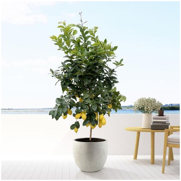 citroen boom, Citrus Lemon -  200cm - ø40 voor binnen- en buitenruimtes