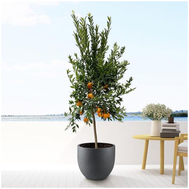Mandarijnboom voor binnen en buiten 200 cm hoog, Citrus Mandarino