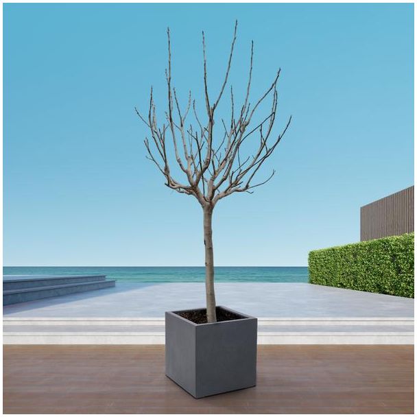 250 cm hoge Vijgenboom (Ficus Carica op stam)