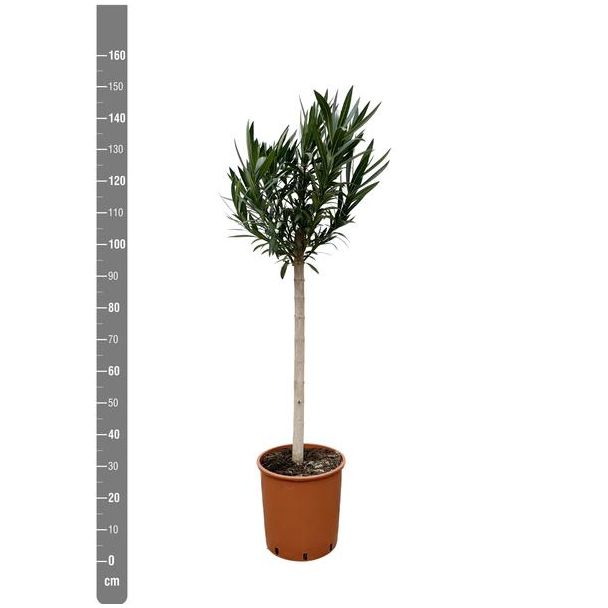 Oleander met rode bloemen ca. 170cm hoog - 30