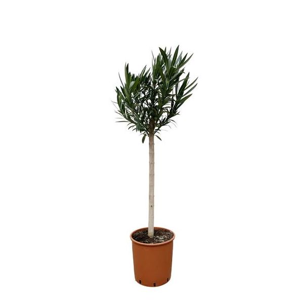 Witte Nerium Oleander boom, ca 170 cm hoog 