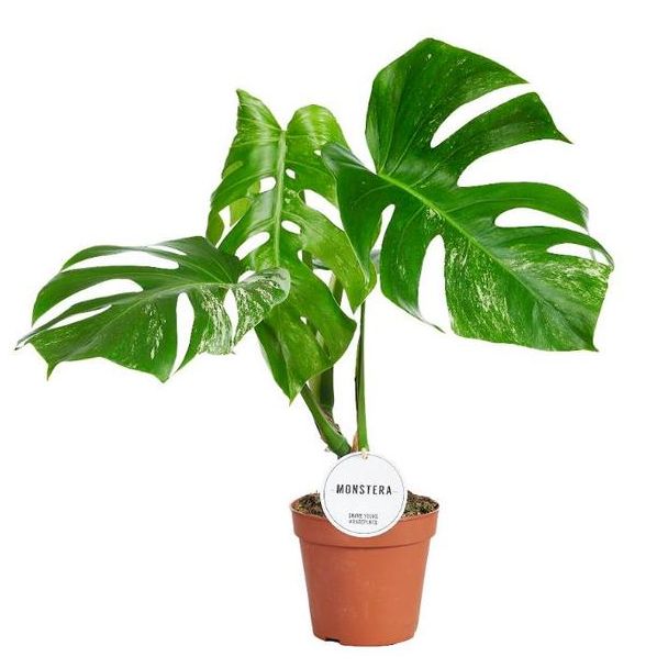 De Bonte Gatenplant,  Groene Kamerplant, Tropisch, Monstera Deliciosa Variegata B - Ø15cm - ↕45cm