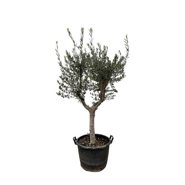 210 cm hoge olijfboom Cultivo met slanke stam, potmaat 45 cm majestueuze variateit van de olijfboom (Olea Europaea Cultivo )