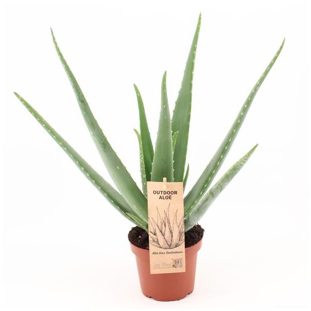 Aloe Vera,  Ø14cm - ↕45cm, Groene Plant, OUTDOOR, Medicinale eigenschappen