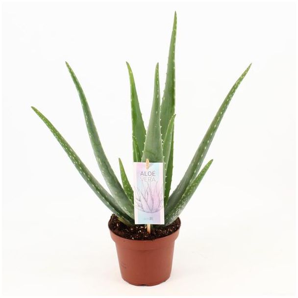 Aloe Vera,  Ø14cm - ↕45cm, Groene Plant,  Medicinale eigenschappen