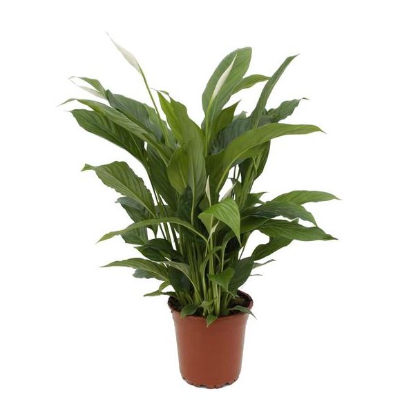 De Lepelplant of De VredesLelie, Bekend om zijn Witte Bloemen,SpathiphyllumTorelli - Ø17cm - ↕65cm