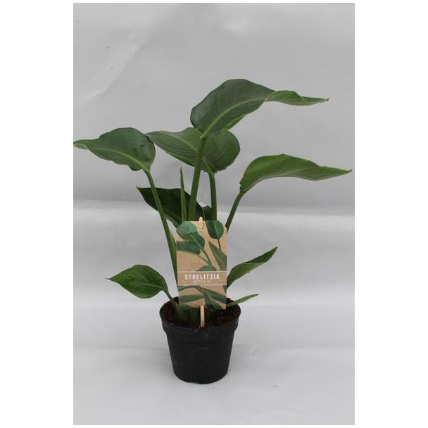 Witte Paradijsvogelplant, Tropische Groene Plant, Strelitzia Nicolai,  Ø13cm - ↕35cm