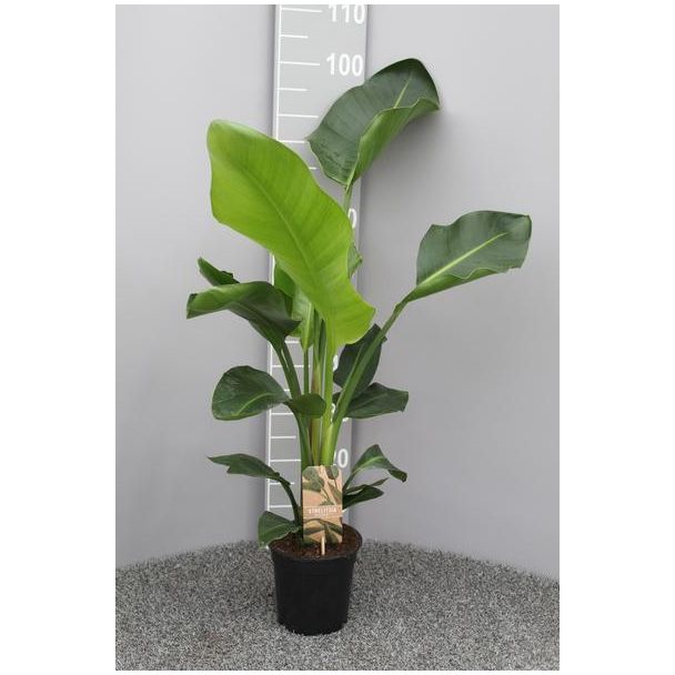 Witte Paradijsvogelplant, Tropische Groene Plant, Strelitzia Nicolai,  Ø17cm - ↕70cm