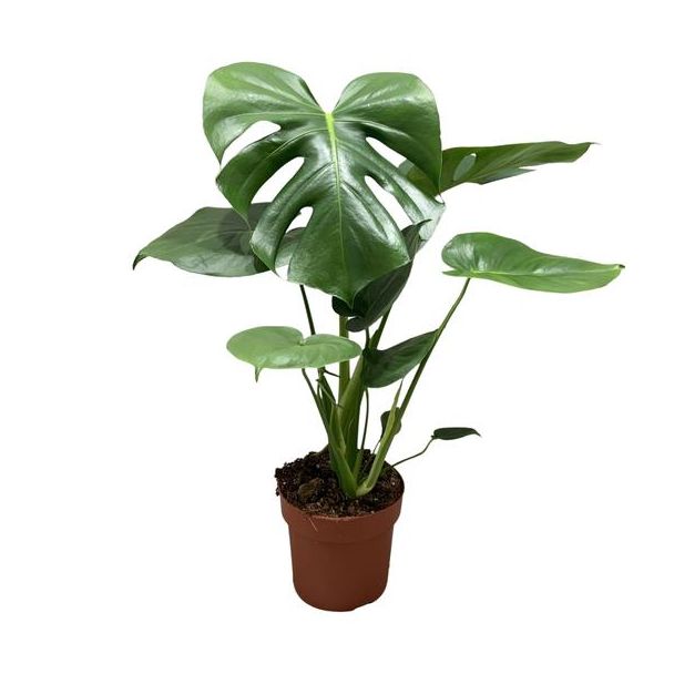 De Gatenplant, Groene Kamerplant, Tropische, Monstera Deliciosa P21 - Ø21cm - ↕60cm