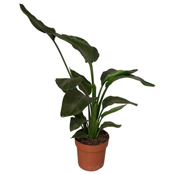Witte Paradijsvogelplant, Tropische Groene Plant, Strelitzia Nicolai,  Ø17cm - ↕65cm