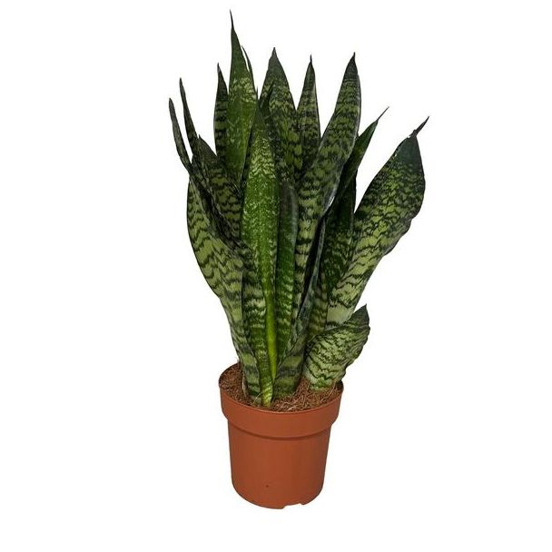Ceylon Vrouwentong, De Slangenplant, Zwaardachtig Donkergroen Blad met zilverachtige Vlekken/Strepen, Sansevieria Zeylanica  Ø17cm - ↕55cm