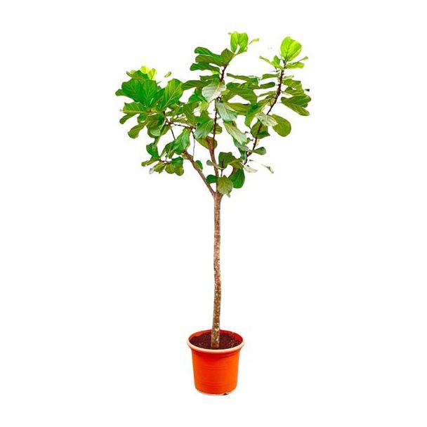 Vioolbladplant/boom XXXL,Tropische Kamerplant, Ficus Lyrata boom XXXL  Ø55- 300cm Hoog