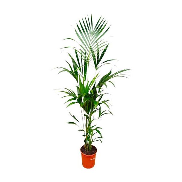 Kamerplant palm Howea Forsteriana - Slanke Kentia palm binnen elegant - 180cm hoog - ⌀24