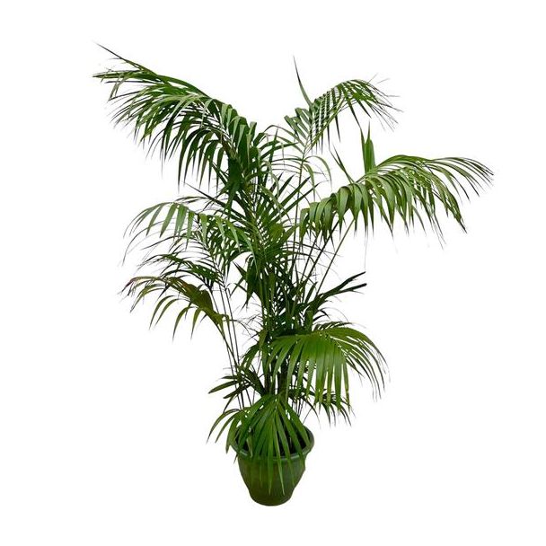 Grote Kentia palm - Howea Forsteriana opvallend - 260cm - ø35 - Kentia Palm XXL