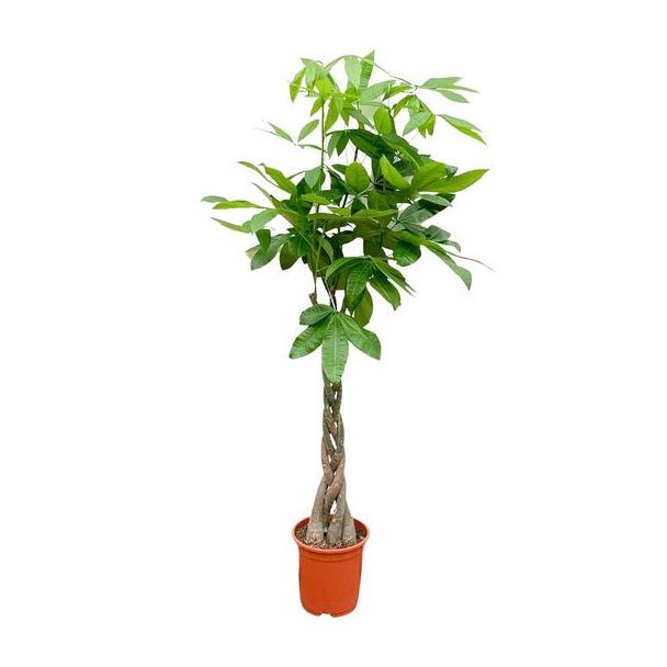 Watercacao boom binnen | Gemakkelijke plant met gevlochten stam - 160 cm hoog - ø27 - Groenblijvende Pachira Aquatica