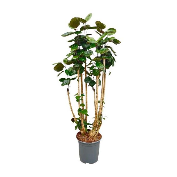 Grote variant Polyscias scutellaria (Polysicas Fabian) | Goede luchtzuiveraar voor binnenruimtes - 160 cm hoog - ⌀30