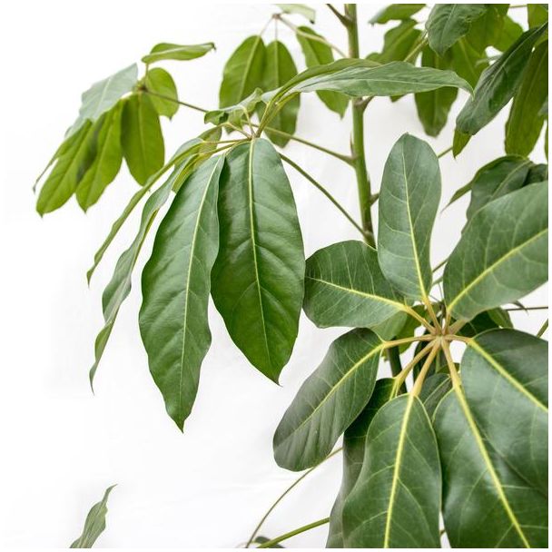 Parapluplant, Vingerplant, Groene Kamerplant, Tropisch, Schefflera Amate XL - 250 cm - ø50