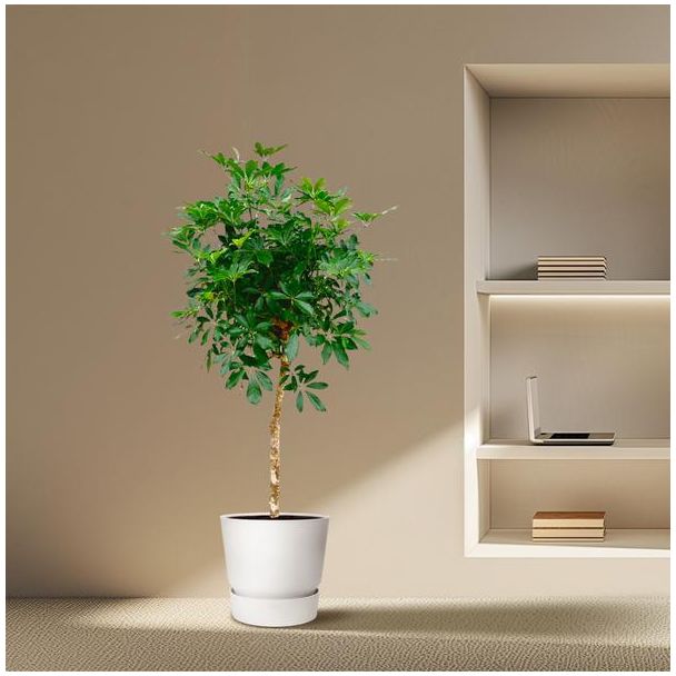 Beeld