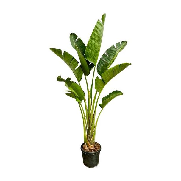 Grote kamerplant Strelitzia Augusta | Exotische kamerplant van wel 2,5 meter hoog - ⌀45 cm