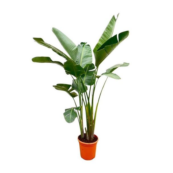 Strelitzia Augusta XXL binnen | Sterk luchtzuiverende kamerplant Strelitzia Augusta - 250cm - ø38