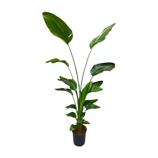 Opvallende kamerplant en blikvanger Strelitzia - Luchtzuiverende plant Strelitzia Nicolai - 170 cm - ⌀21