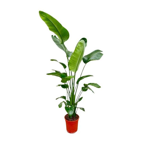 Strelitzia Nicolai 200 cm - Grote Kamerplant - Sterk luchtzuiverende plant voor diverse ruimtes