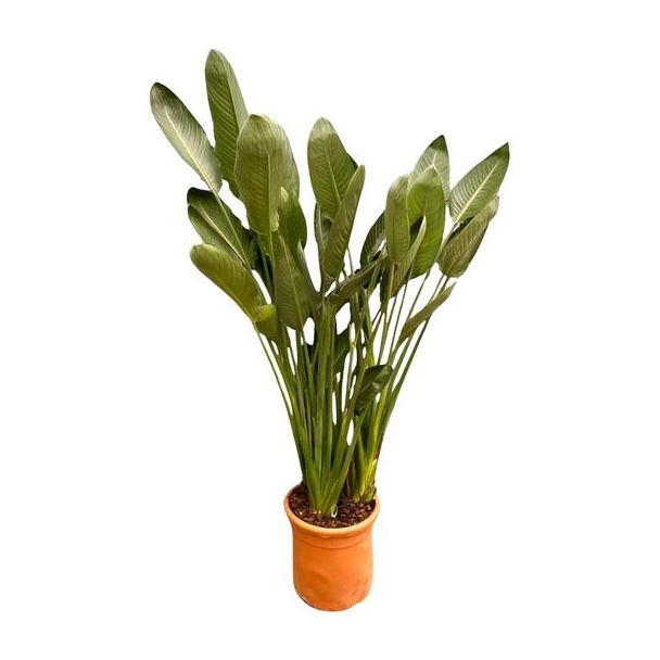 Strelitzia Reginae XL - 180cm - ø50
