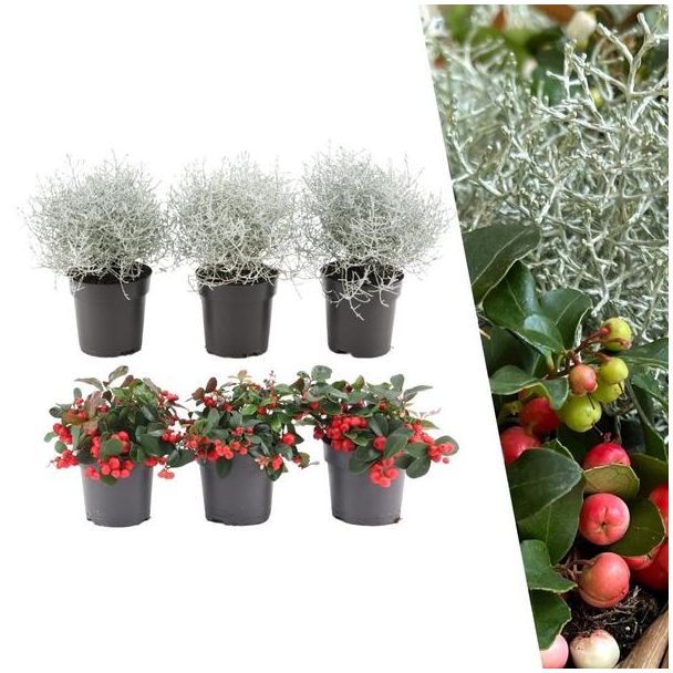 3 stuks Bergthee en 3 stuks Zilverstruik  - hoogte 20 cm - Ø10 cm herfst en winter mix
